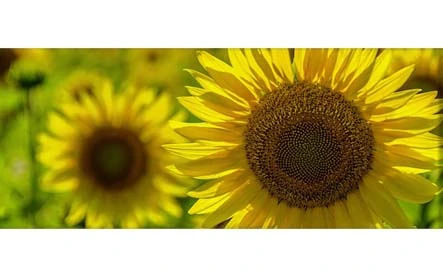 The company obtains natural rubber from sunflowers